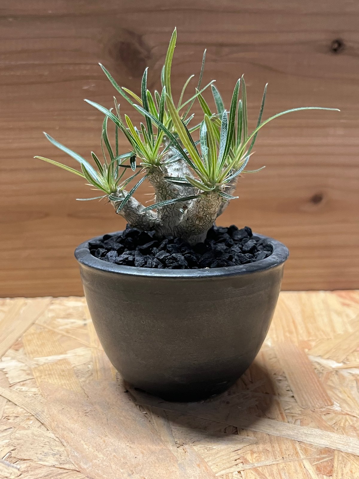 パキポディウム グラキリス×伝市鉢 | GREEN LUCK