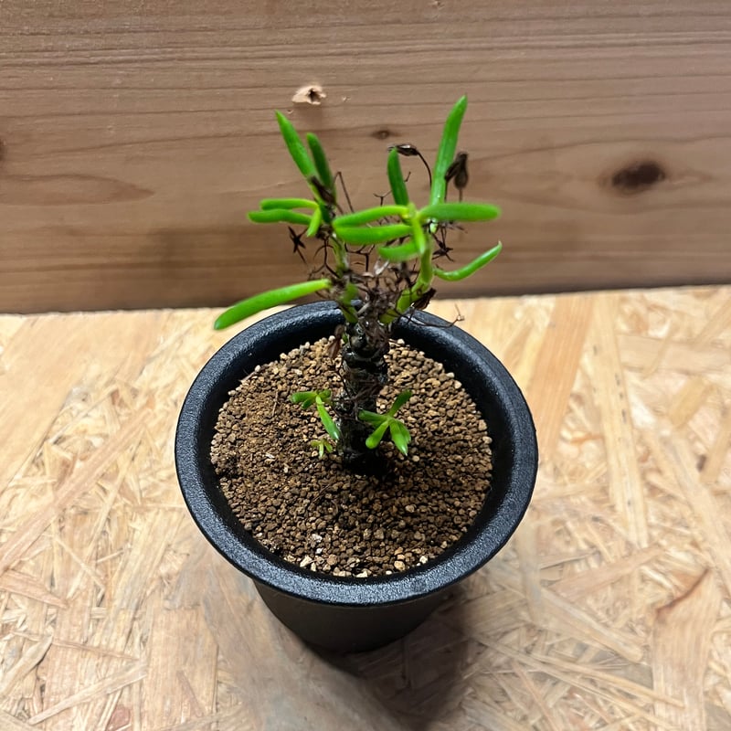 チレコドン ニグリカウリス | GREEN LUCK