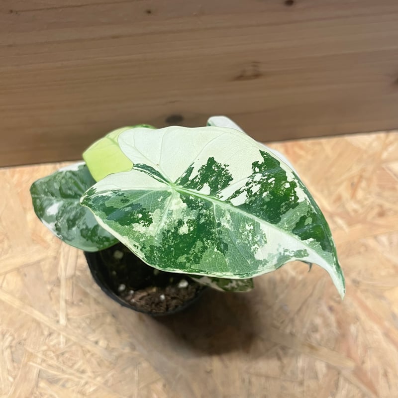 アロカシア グリーンベルット 斑入り | GREEN LUCK