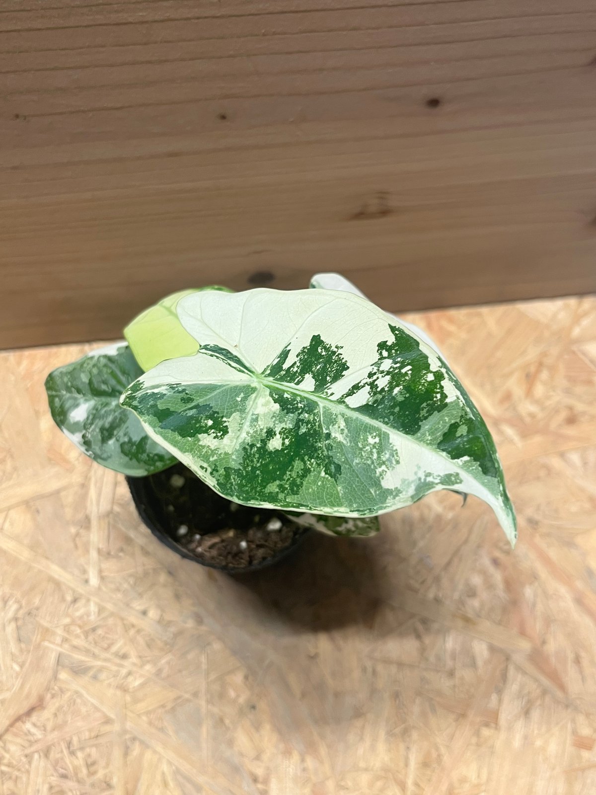 アロカシア グリーンベルット 斑入り | GREEN LUCK