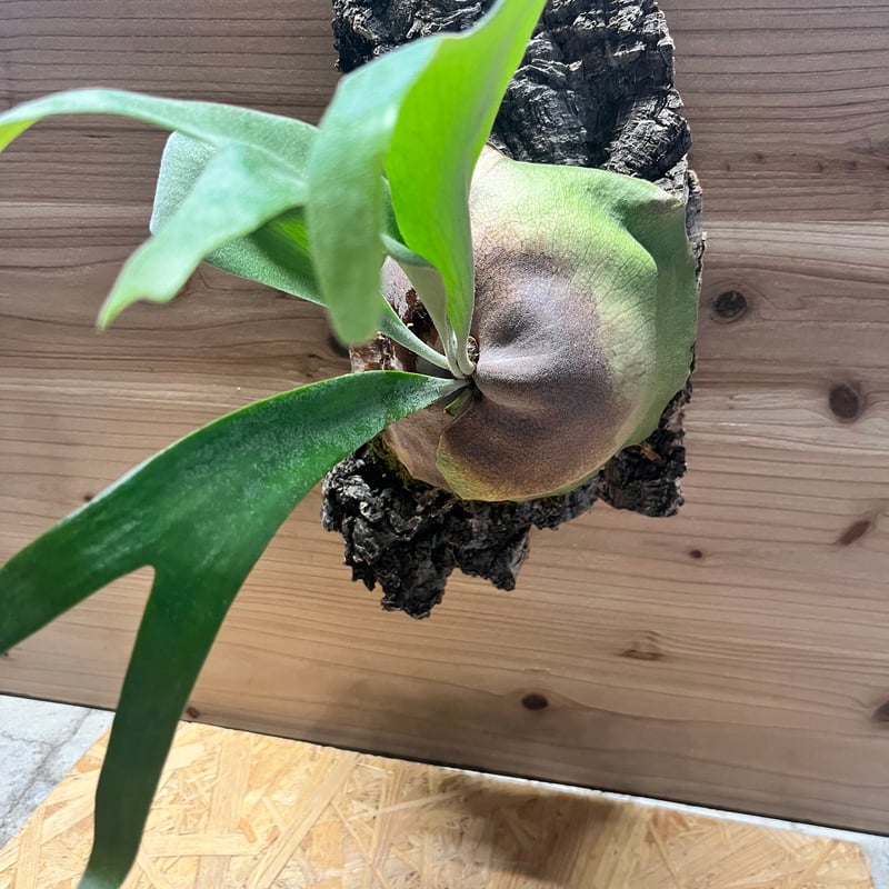 フーンシキ　ビカクシダ ビカクシダ 'フーンシキ' | GREEN LUCK