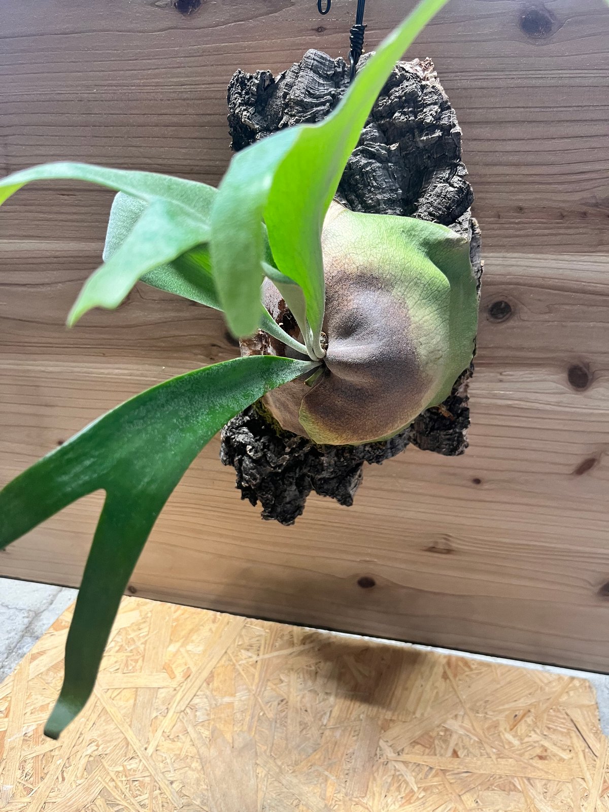 ビカクシダ 'フーンシキ' | GREEN LUCK