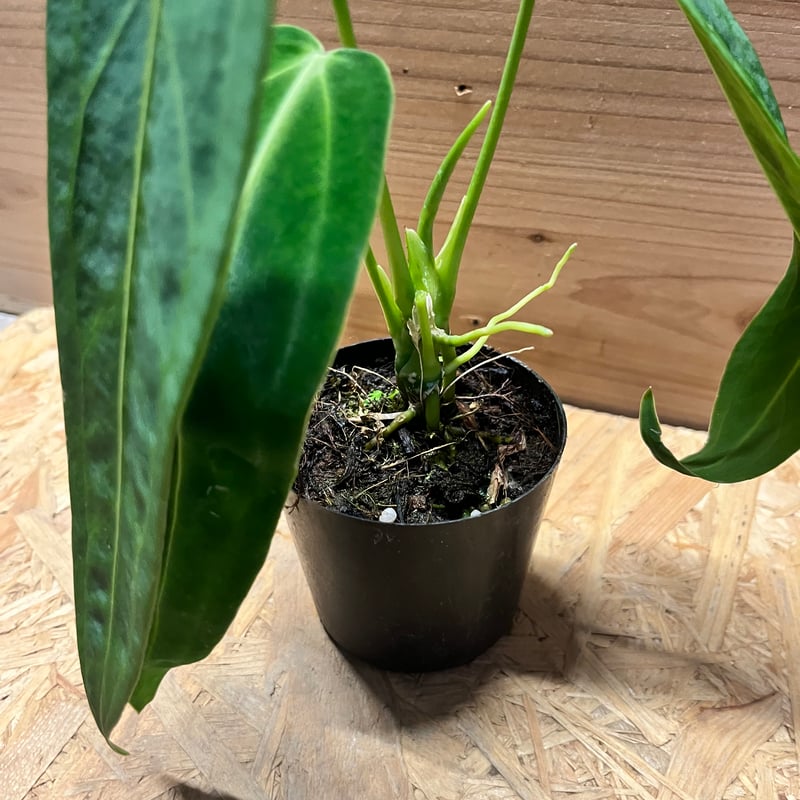 アンスリウム ワロクアナム | GREEN LUCK