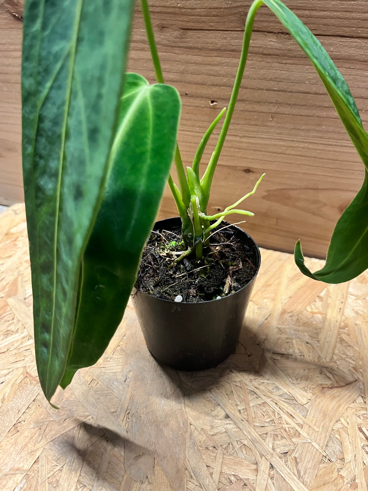 アンスリウム ワロクアナム | GREEN LUCK