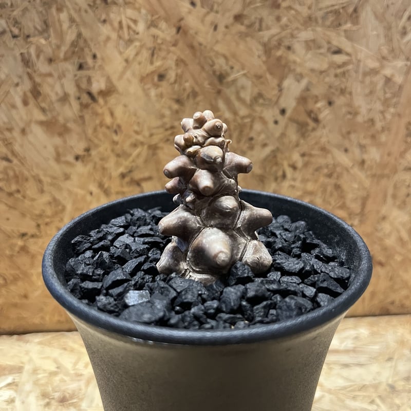 オトンナ・ヘレー オトンナ ヘレー | GREEN LUCK