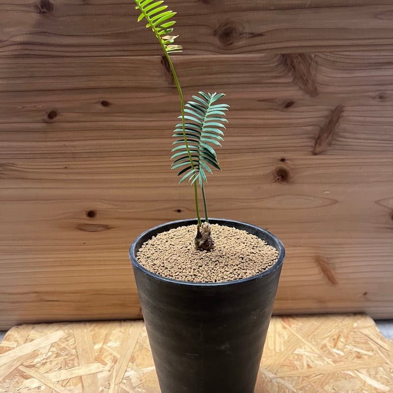 ディオーン エデュレ | GREEN LUCK