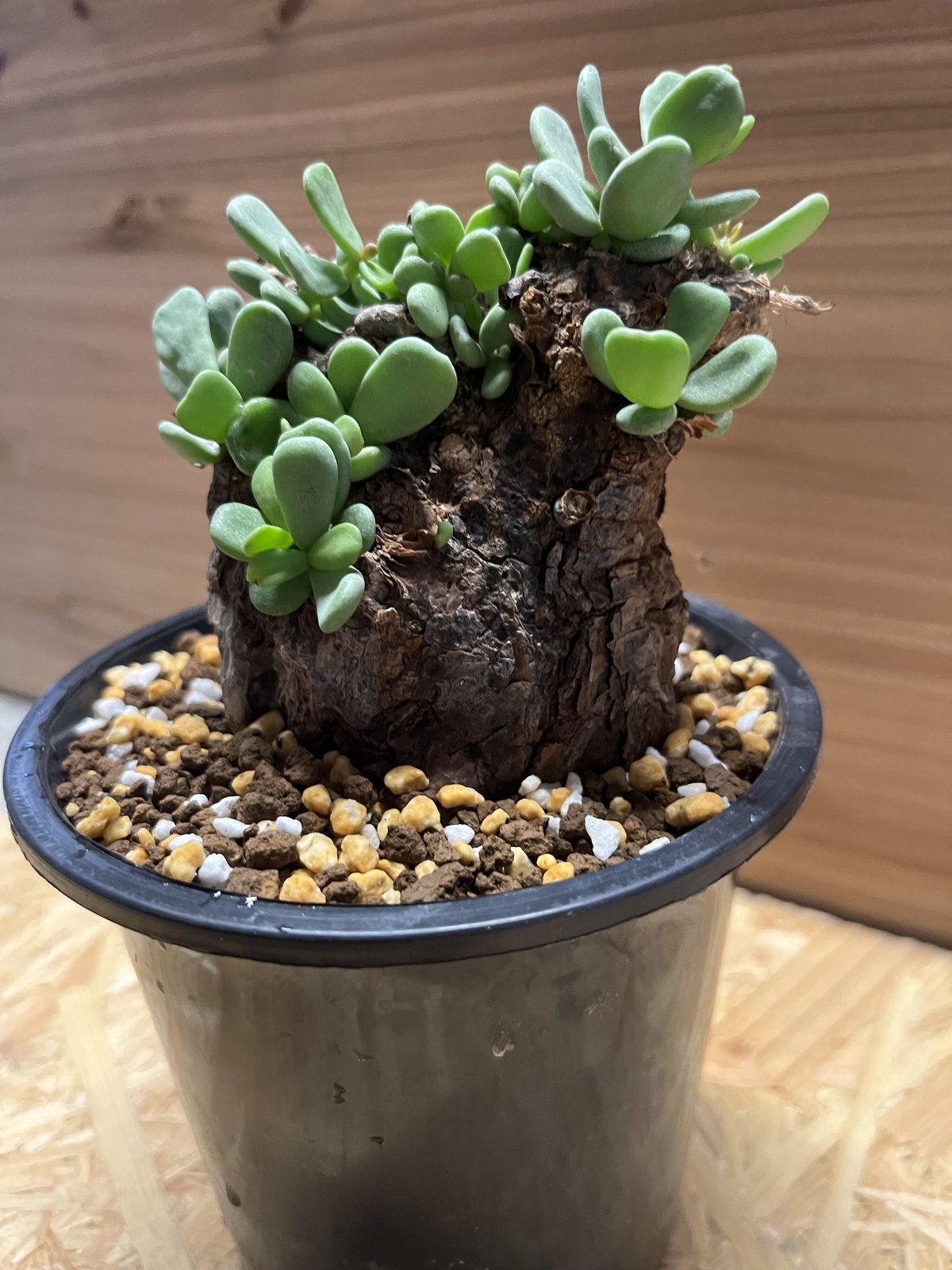 ケラリア ピグマエア | GREEN LUCK