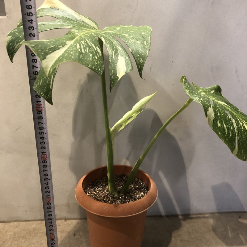 斑入りモンステラ イエローモンスター | GREEN LUCK