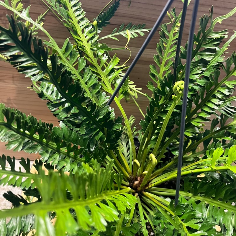 アスプレニウム ケンゾイ | GREEN LUCK