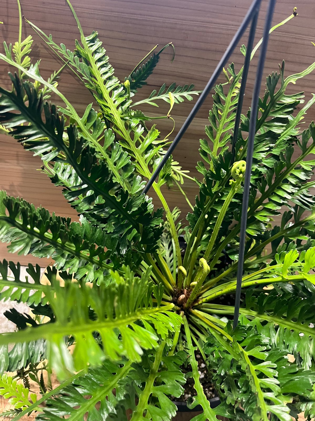 アスプレニウム ケンゾイ | GREEN LUCK アスプレニウム ケンゾイ | GREEN LUCK