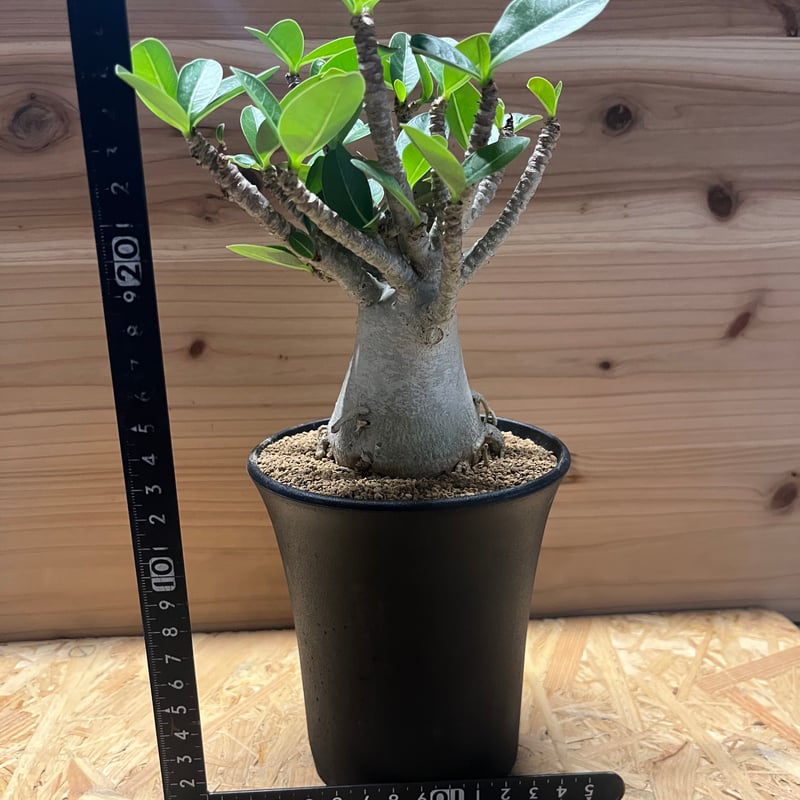 アデニウム　アラビカム ザ・ファームセレクト]アデニウム ：アラビカム ブラックスキン