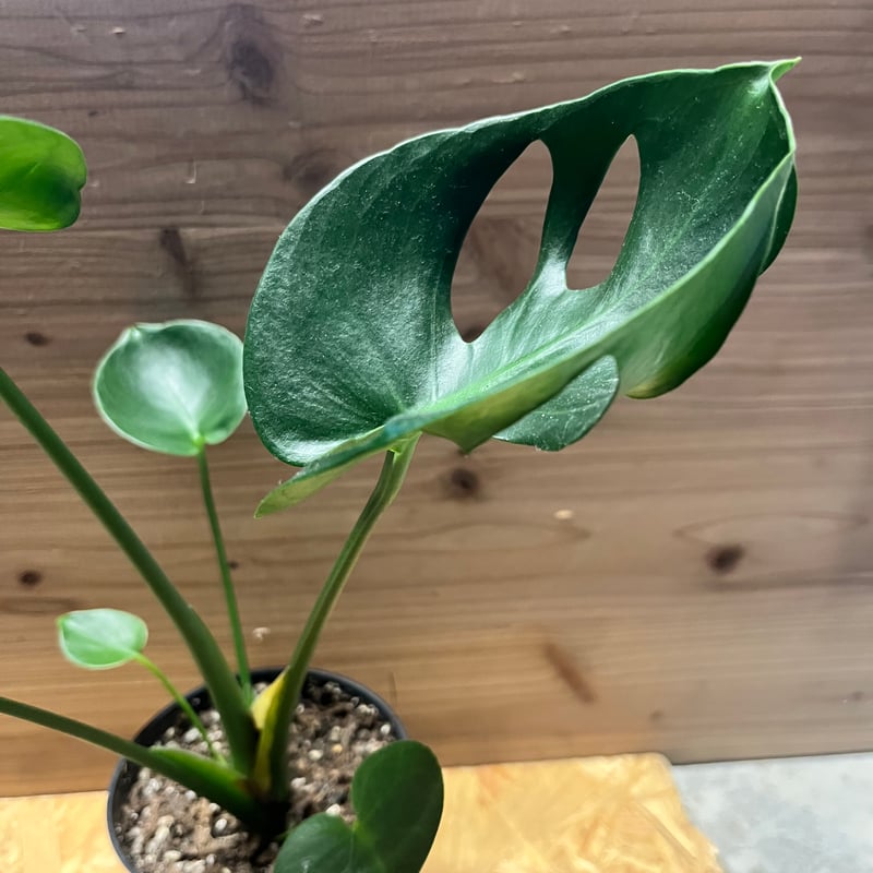 モンステラ デリシオーサ カップリーフ | GREEN LUCK