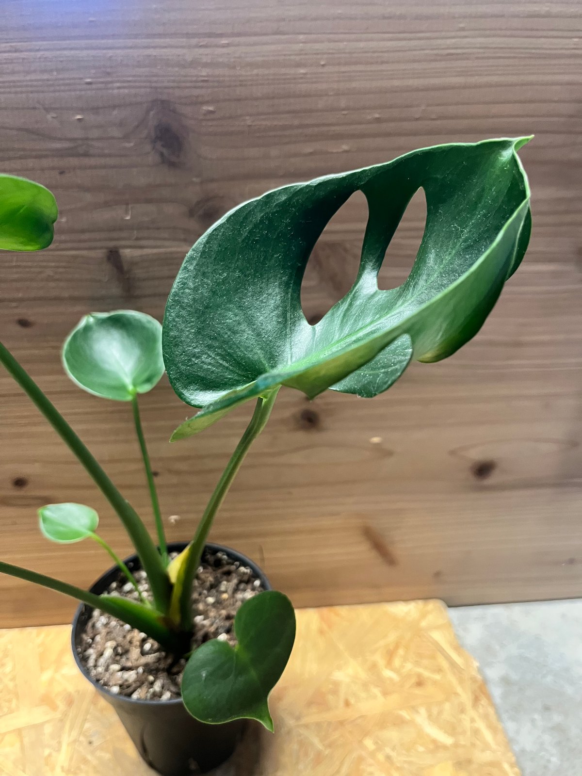 モンステラ デリシオーサ カップリーフ | GREEN LUCK