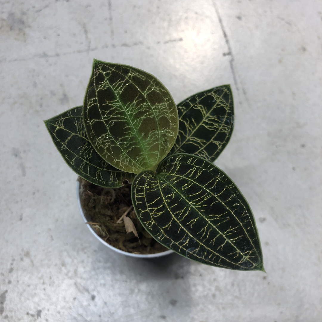 ジュエルオーキッド　マコデスペトラ　プラチナム ジュエルオーキッド マコデスペトラ プラチナム Jewel Orchid