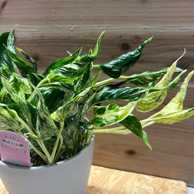 ポトス テルノラブソング | GREEN LUCK