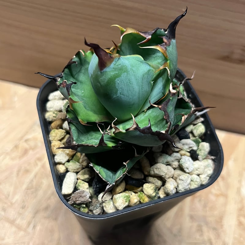 アガベ　チタノタ　蟹覆輪 更新しました！】アガベ チタノタ カニ 螃蟹 crab | Agave Rocon