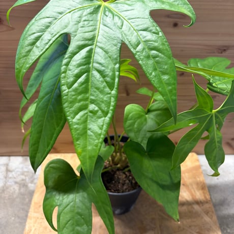 アンスリウム | STORES