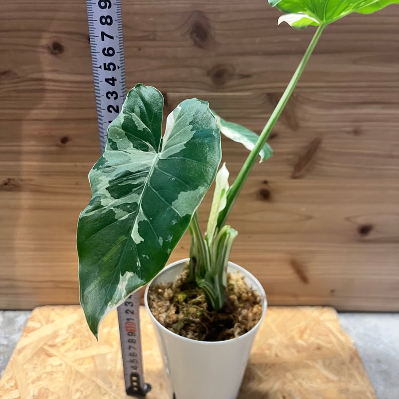 斑入りクワズイモ　アロカシア 特価クワズイモ斑入り(アロカシアオドラバリエガータ)