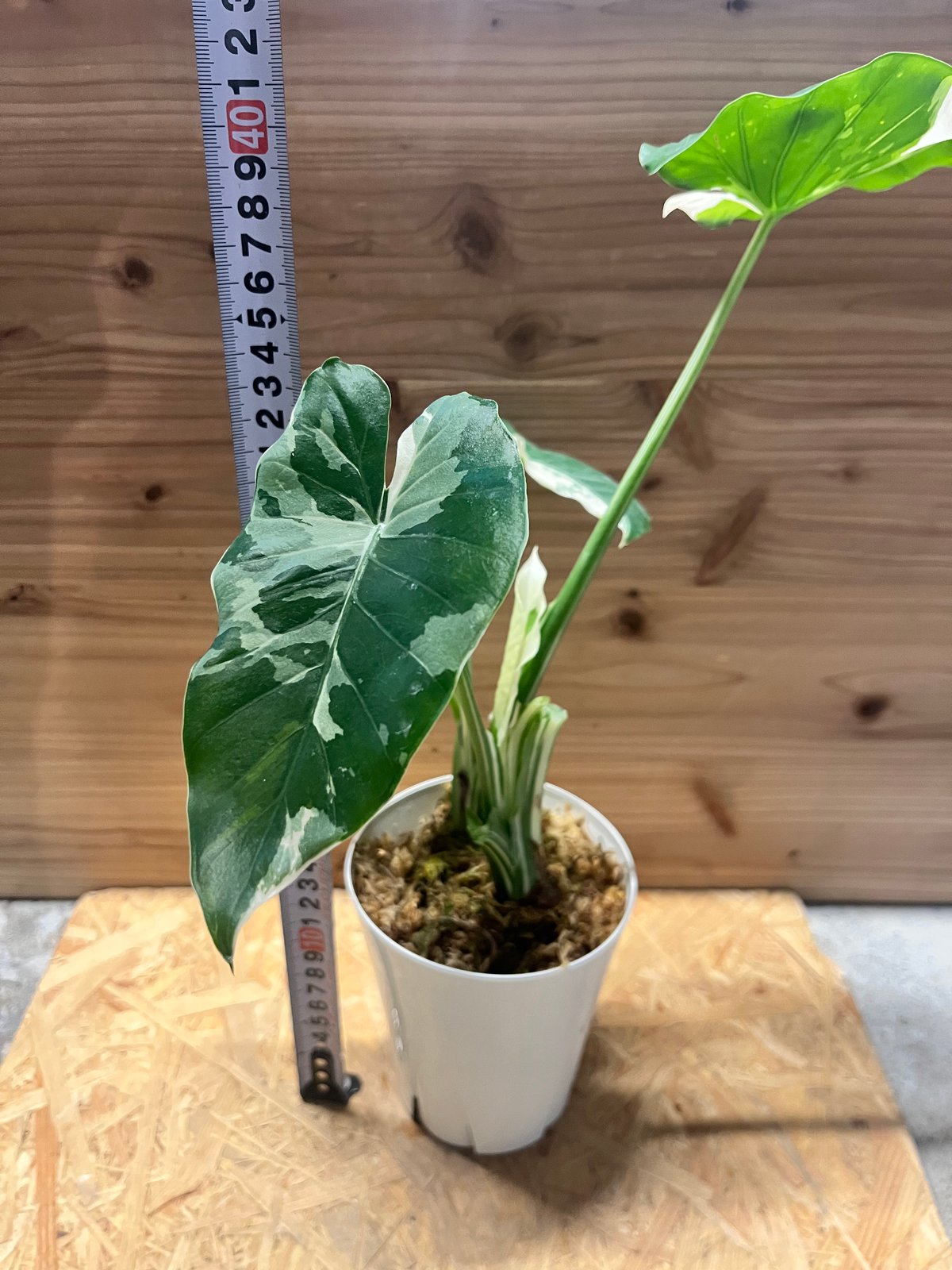 クワズイモ斑入り　アロカシアククラータ斑入り　イモ3点セット❗ クワズイモ⭐️斑入り クワズイモ斑入り アロカシアククラータ斑入り