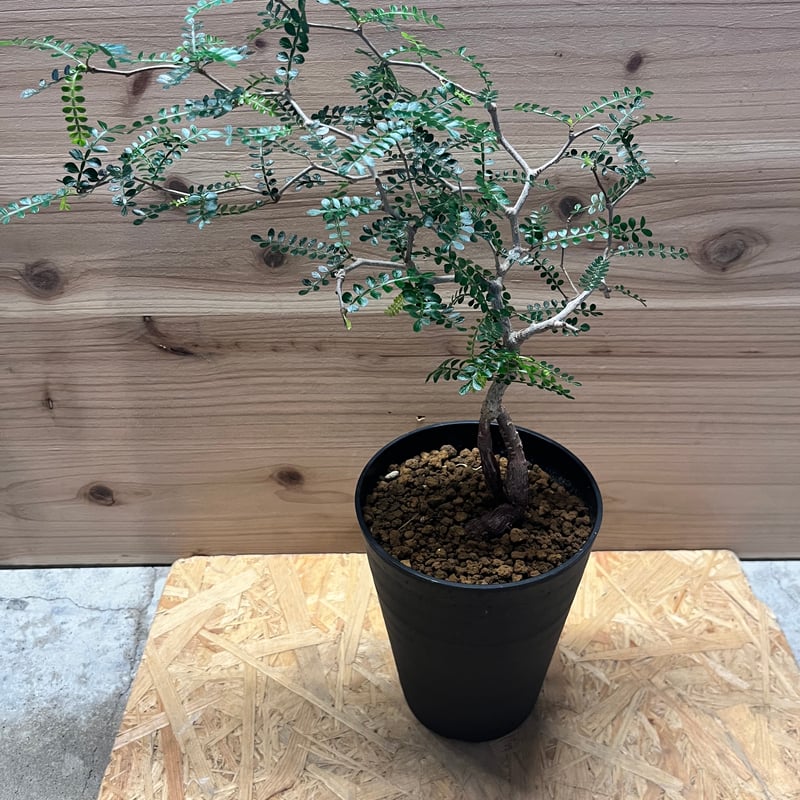 【2025年3月20日入荷 新鮮株③】オペルクリカリア パキプス ベアルート 2025年3月20日入荷 新鮮株③】オペルクリカリア パキプス ベアルート