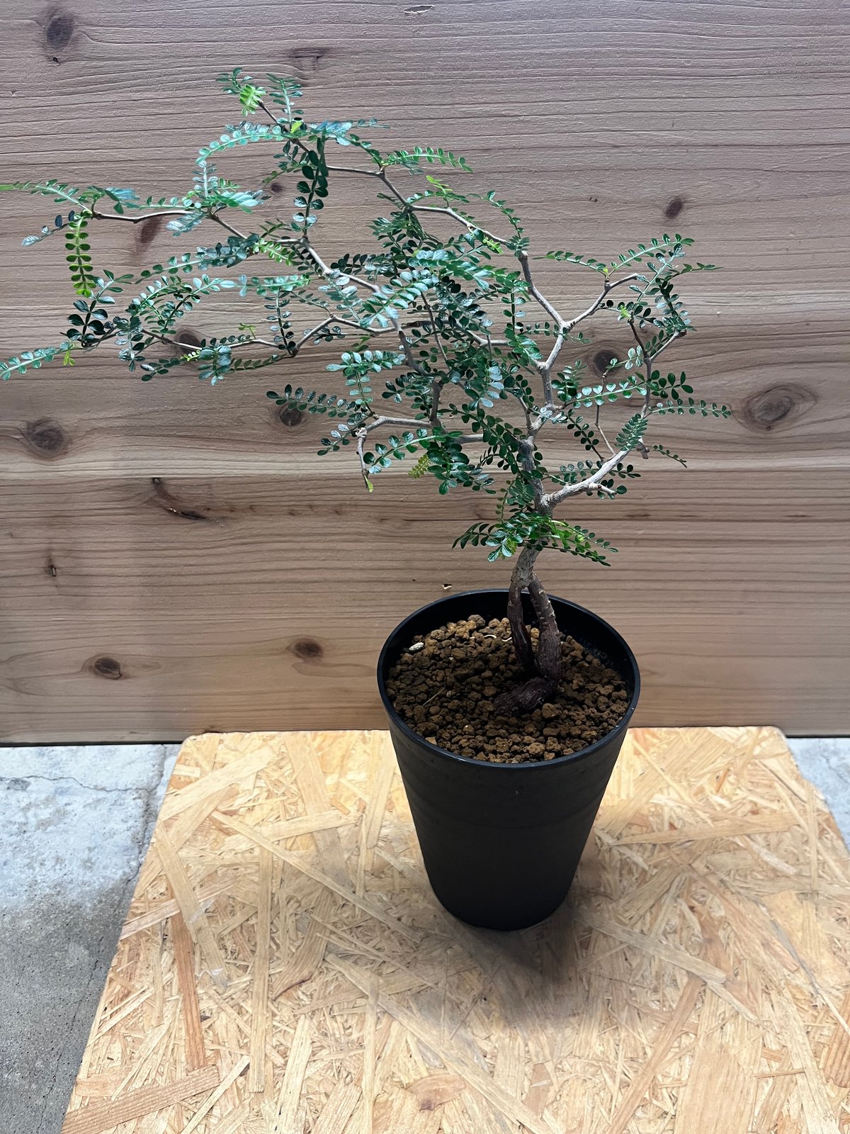 パキプス　オぺル・クリカリア・パキプス オペルクリカリアパキプス | STORES