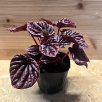 アンスリウム NO ID | GREEN LUCK