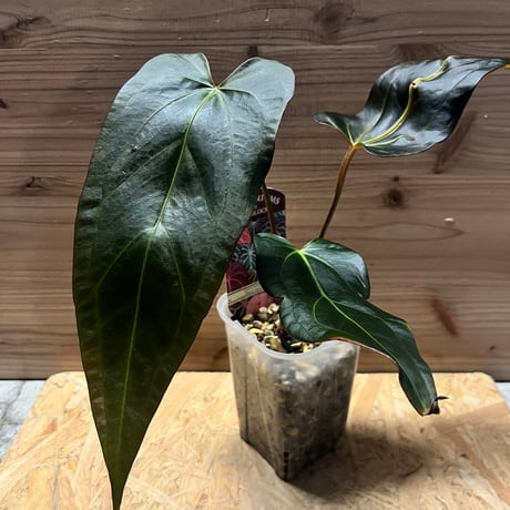 Anthurium pulcachense アンスリウム　プルカチェンセ　52 Anthurium pulcachense アンスリウム プルカチェンセ 52 52 Anthurium