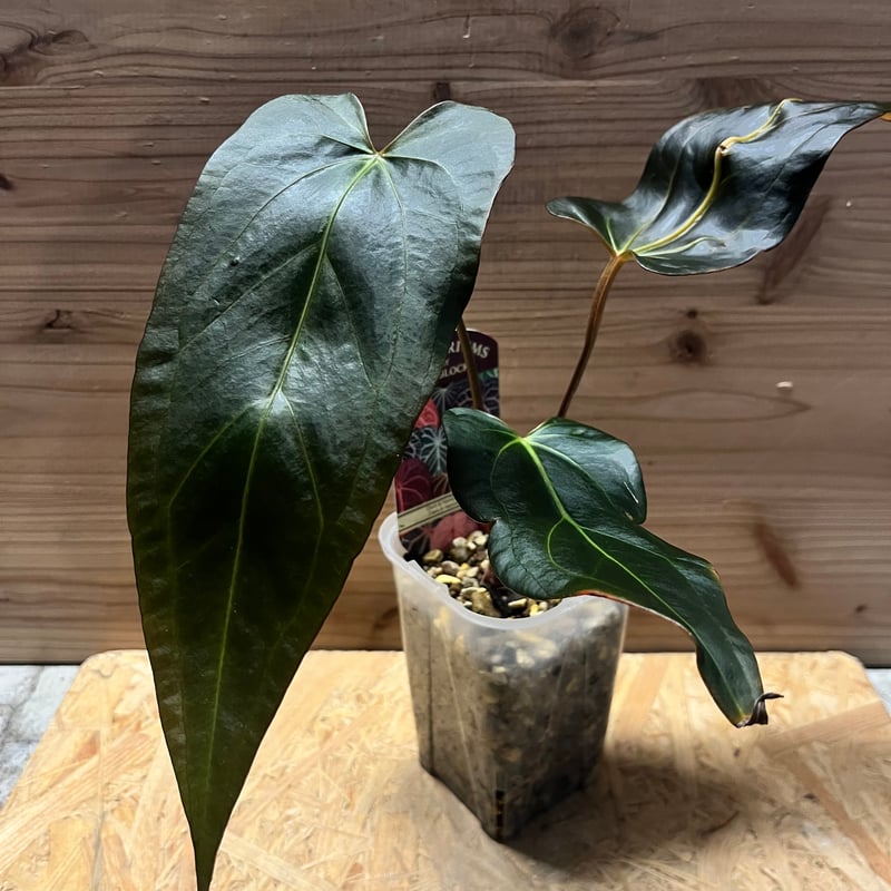 アンスリウム ダーク&ハンサム×ダーク&ハンサム | GREEN LUCK