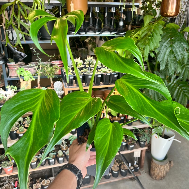 モンステラ バールマルクスフレーム | GREEN LUCK