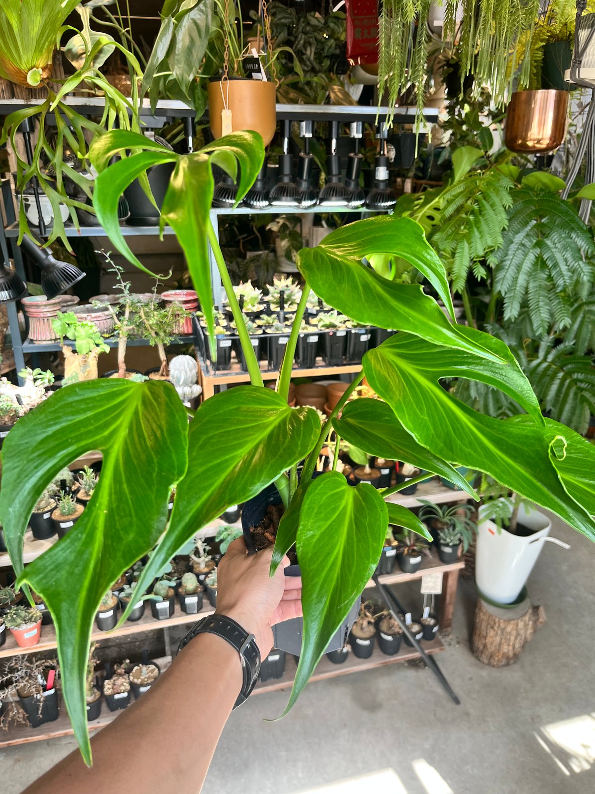 モンステラ バールマルクスフレーム | GREEN LUCK