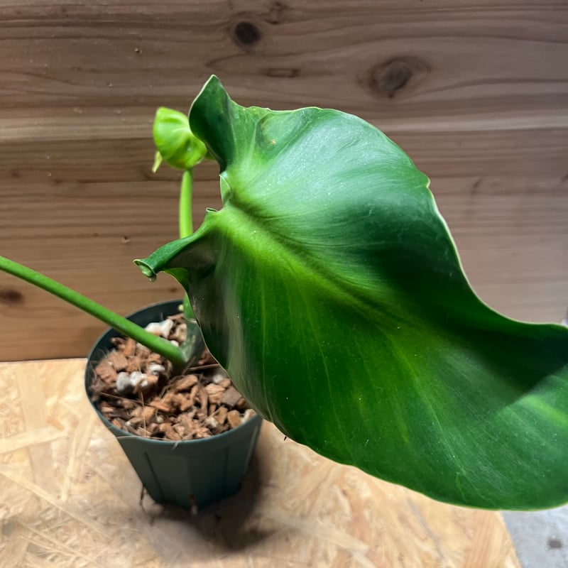 フィロデンドロン　ルゴサム　ルゴーサム フィロデンドロン ルゴーサム マハラジャ | GREEN LUCK