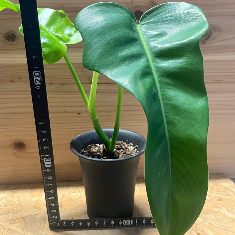 フィロデンドロン ジェリーホーン | GREEN LUCK