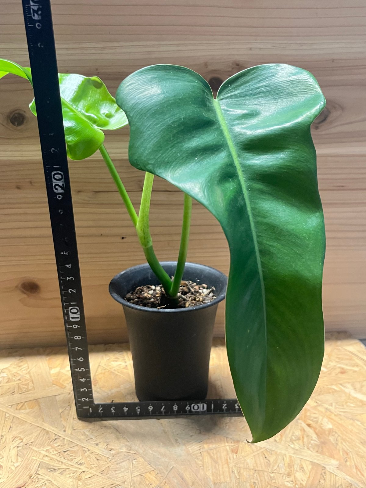 ❣️確認用でございます(o^^o) フィロデンドロン・旅人の木 ❣️確認用でございます(o^^o) フィロデンドロン・旅人の木 🍀🐉