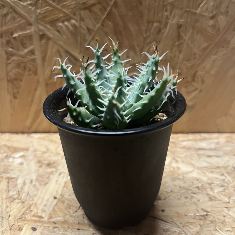 激レア 5ヘッド アロエ エリナケア アロエ エリナケア | GREEN LUCK