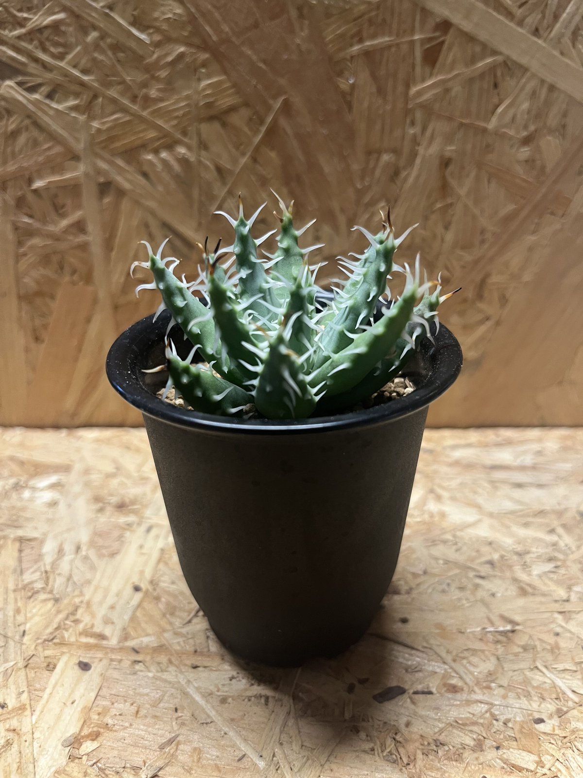 アロエ　エリナケア　メラナカンサ　幹立ち アロエ エリナケア メラナカンサ 幹立ち アロエ エリナケア