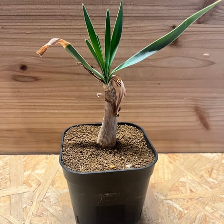 ブーファンハエマンソイデス | STORES