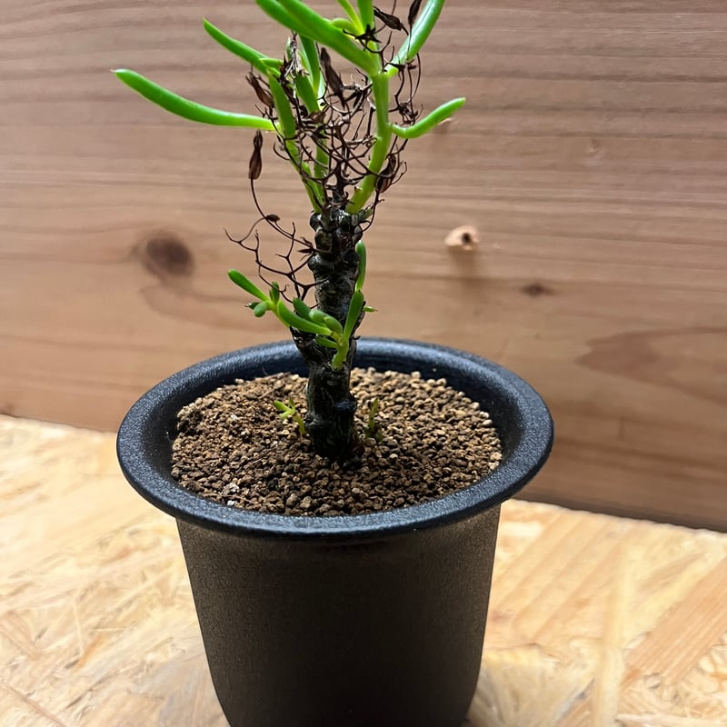 チレコドン ニグリカウリス | GREEN LUCK