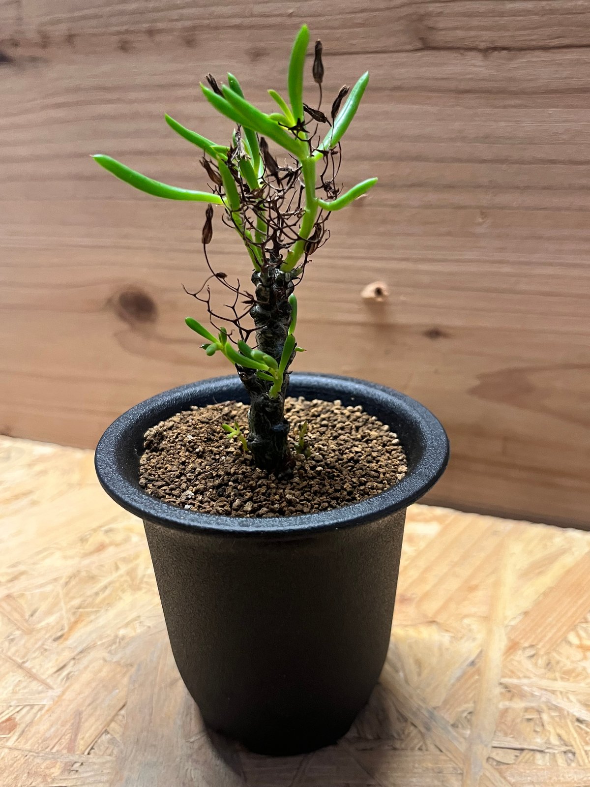 チレコドン ニグリカウリス | GREEN LUCK