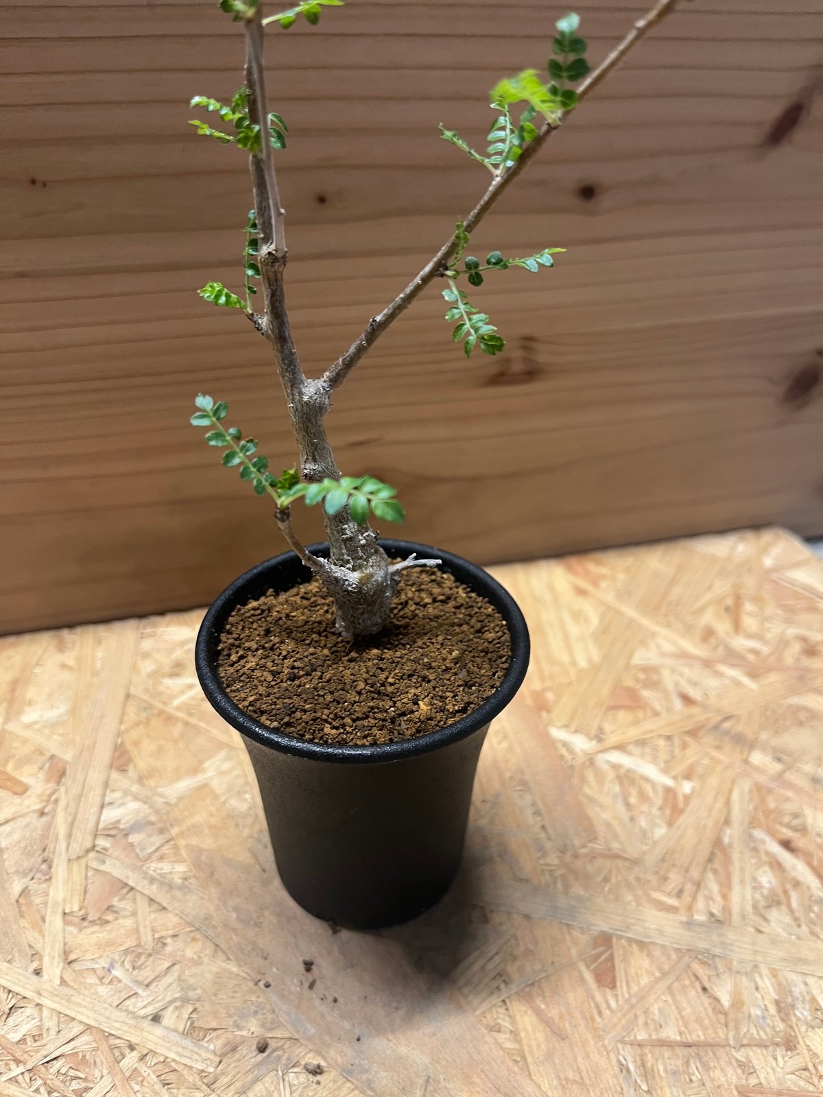 ボスウェリア ネグレクタ | GREEN LUCK