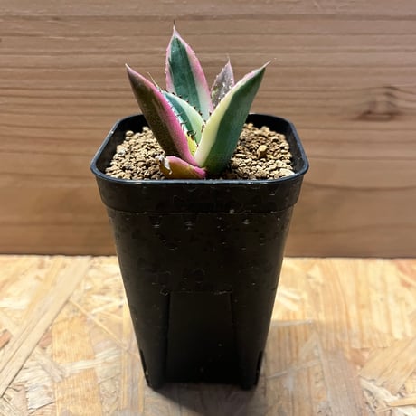 アガベスナグルトゥース | STORES