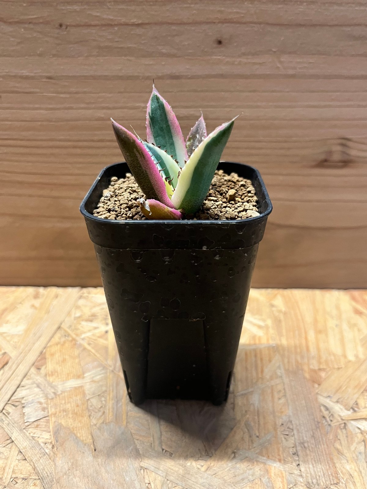 アガベ チタノタ スナグルトゥース | GREEN LUCK