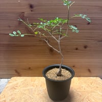 ユーフォルビア ガムケンシス | GREEN LUCK