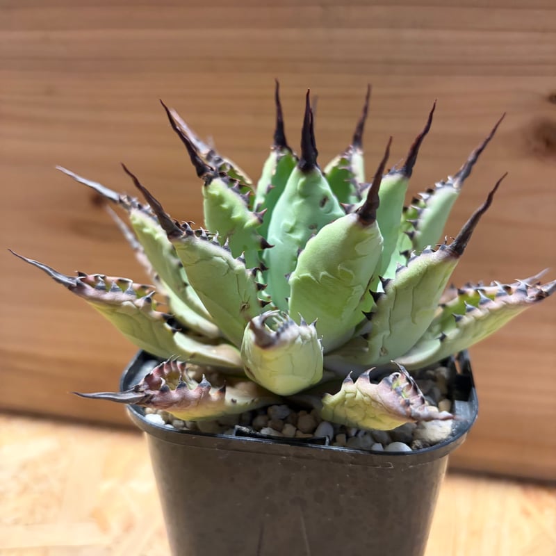 アガベ 八荒雷神 陽炎タイプ | GREEN LUCK