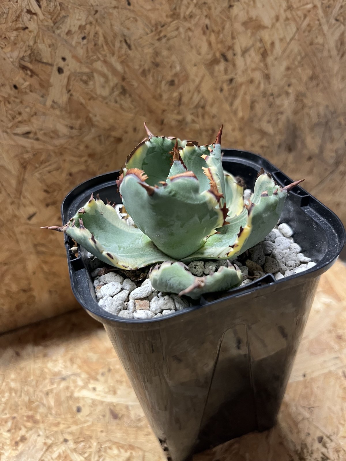 アガベ カブトガニ錦 連棘タイプ | GREEN LUCK