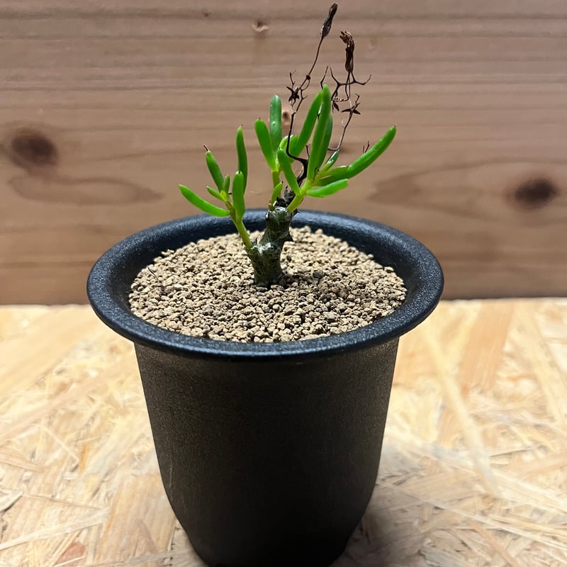 チレコドン ニグリカウリス | GREEN LUCK