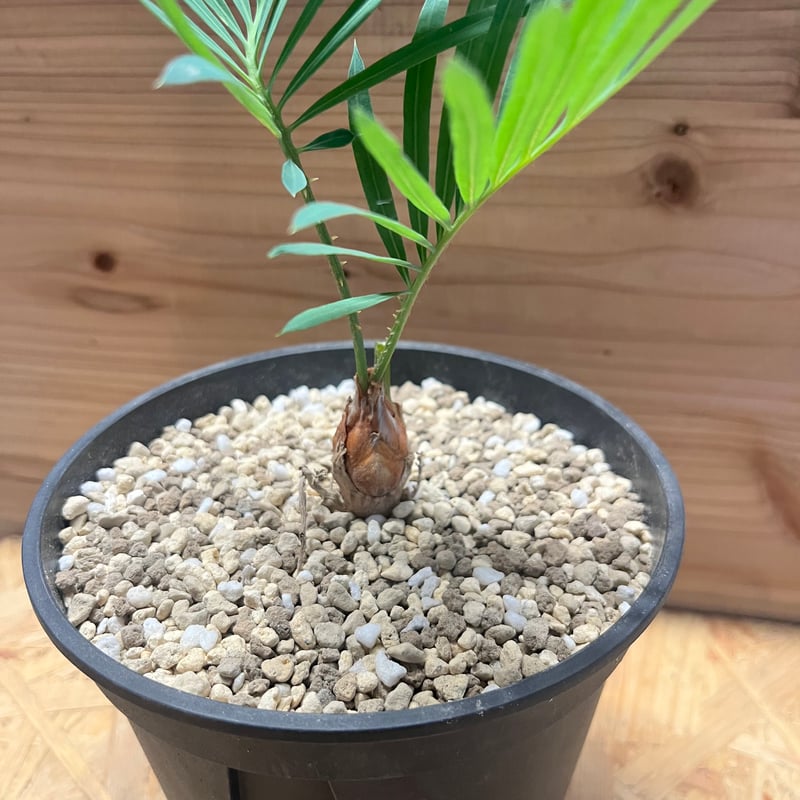 サイカス クピダ | GREEN LUCK