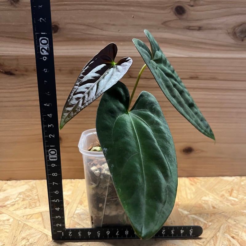 アンスリウム パピリラミナム | GREEN LUCK