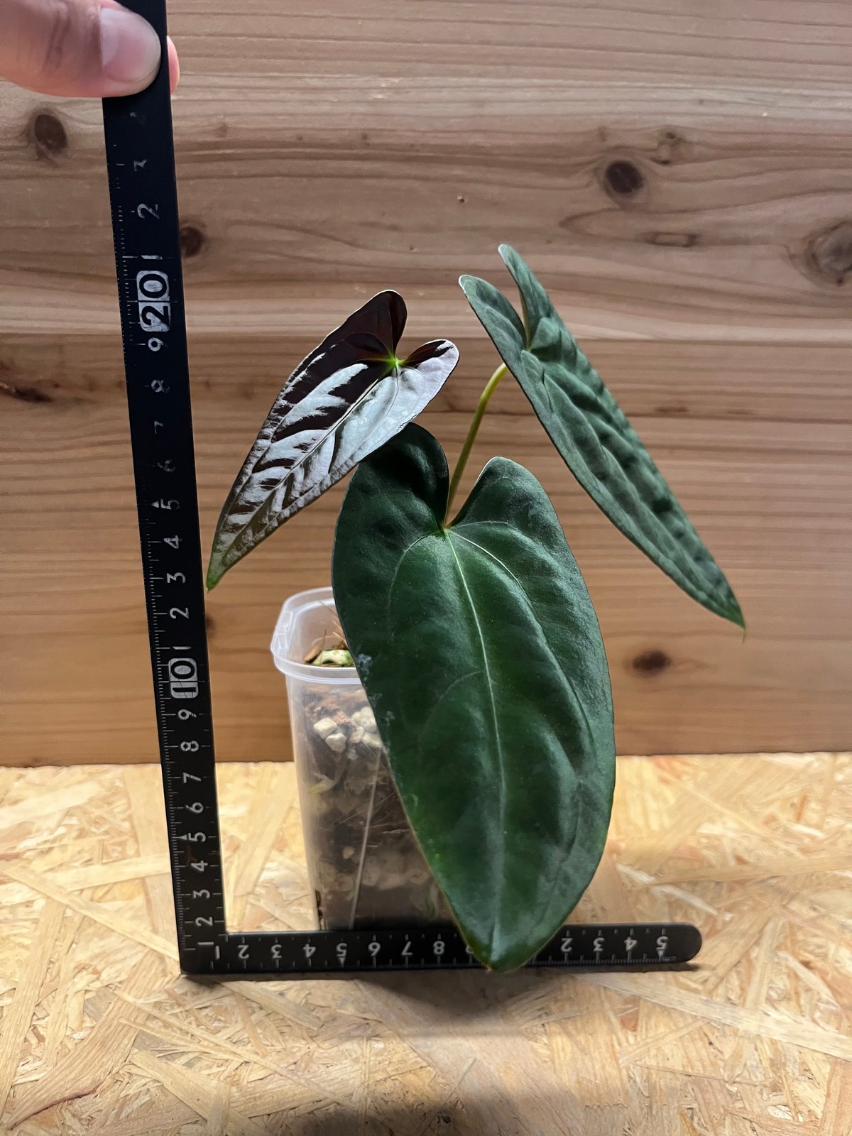 NMPアンスリウム　パピリラミナム　斑入り　激レア アンスリウム パピリラミナム斑入り（1） | AQUASHOP つきみ堂