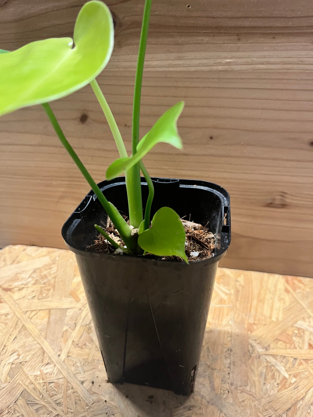 モンステラ デリシオーサ ゴールドリーフ | GREEN LUCK