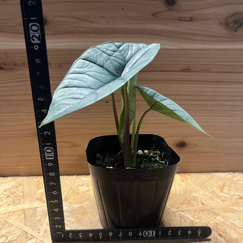 希少 アロカシア プラチナム 斑入り アルボ h*i様 アロカシア